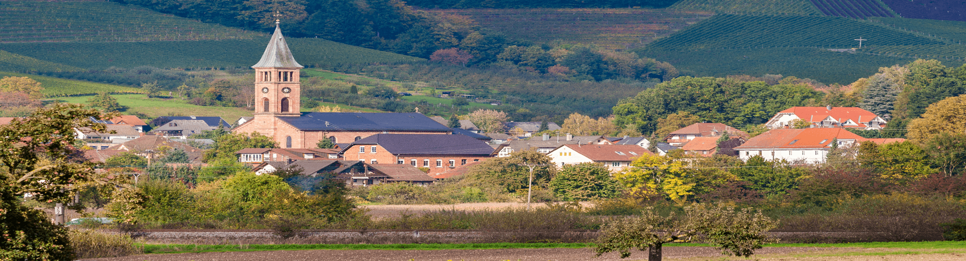 מאורגנים ליער השחור